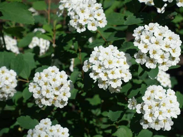 Spiraea betulifolia 'Tor' Bērzlapu spireja 