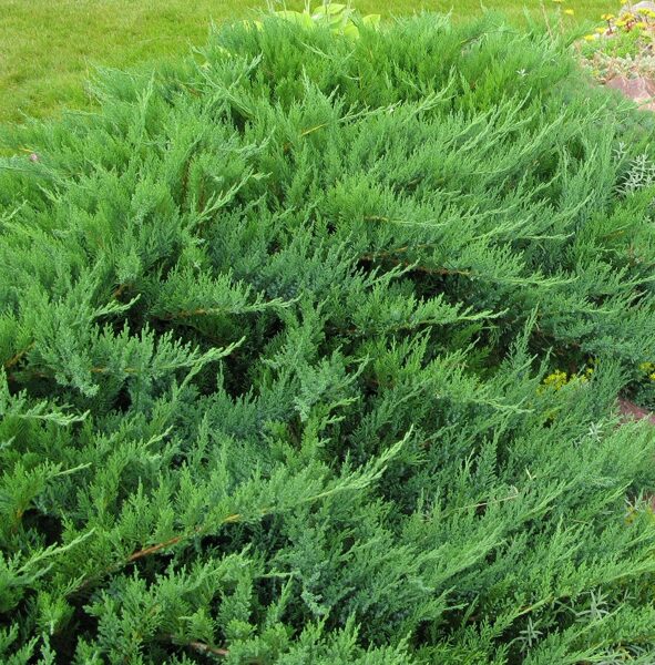 Juniperus sabina 'Tamariscifolia' Kazaku kadiķis