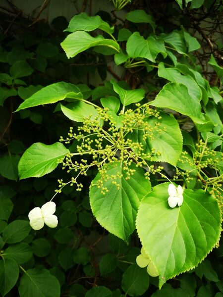 Calyptranthe petiolaris  Vīteņhortenzija