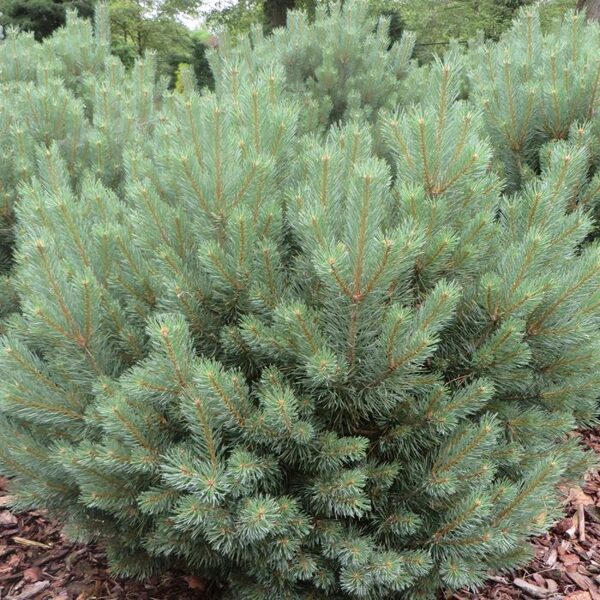 Pinus sylvestris 'Watereri' Parastā priede