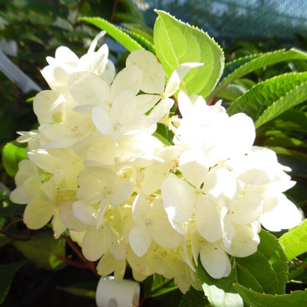 Hydrangea paniculata 'White Lady' Skarainā hortenzija