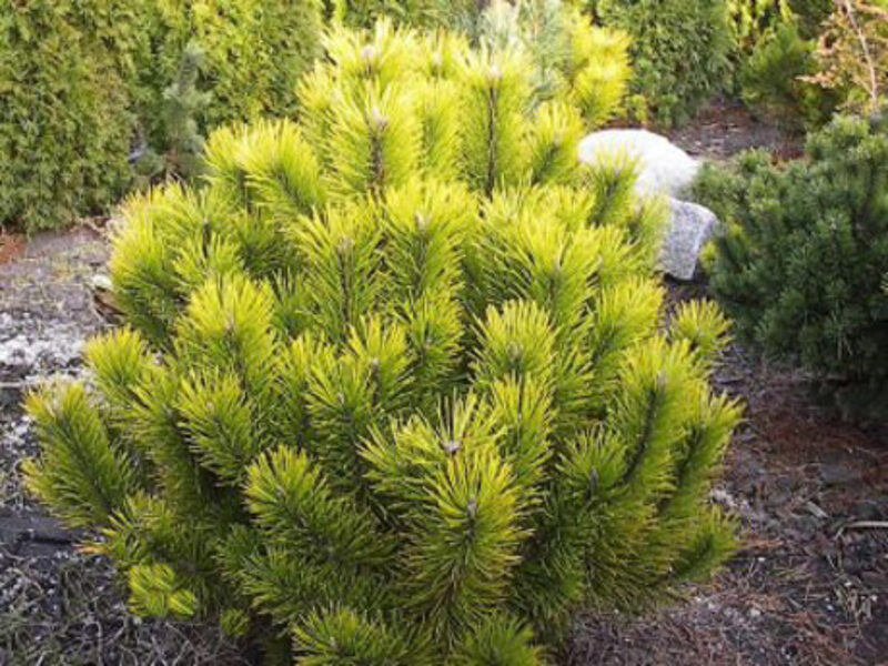 Pinus mugo 'Winter Gold' Kalna priede