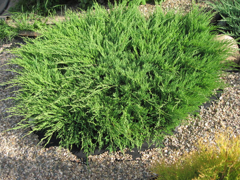 Juniperus horizontalis 'Andora Compact' Klājeniskais kadiķis