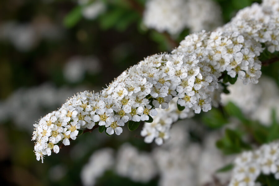 Spiraea x arguta Asā spireja