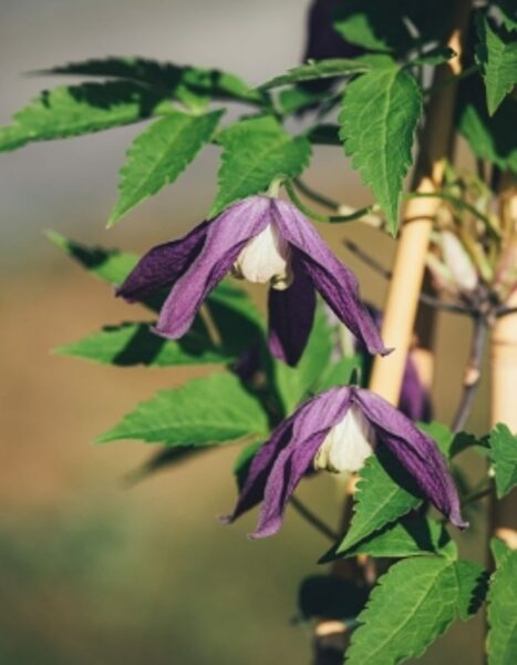 Clematis 'Pruiniana'