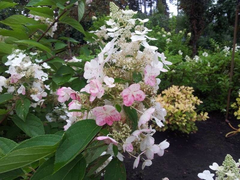 Hydrangea paniculata 'Early Harry' Skarainā hortenzija
