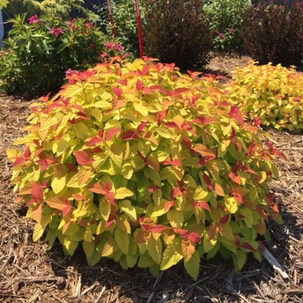 Spiraea japonica 'Firelight' Japānas spireja