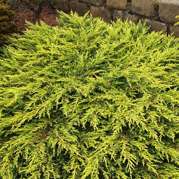 Juniperus communis 'Goldschatz' Parastais kadiķis