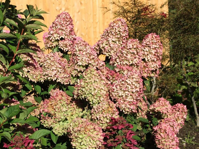 Hydrangea paniculata 'Magical Candle' Skarainā hortenzija