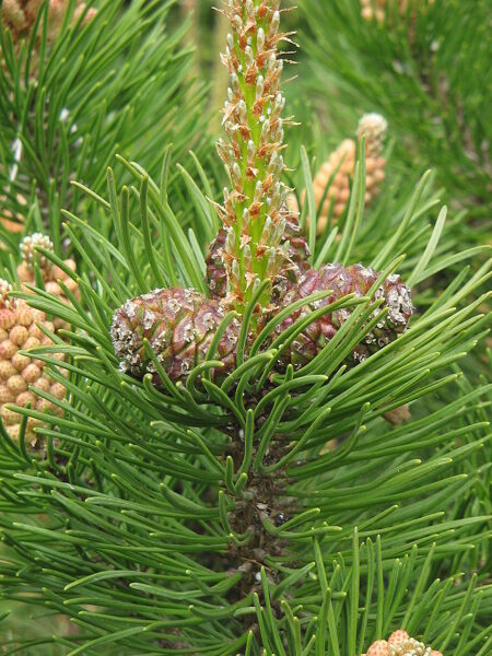 Pinus mugo var. mughus Kalna priede