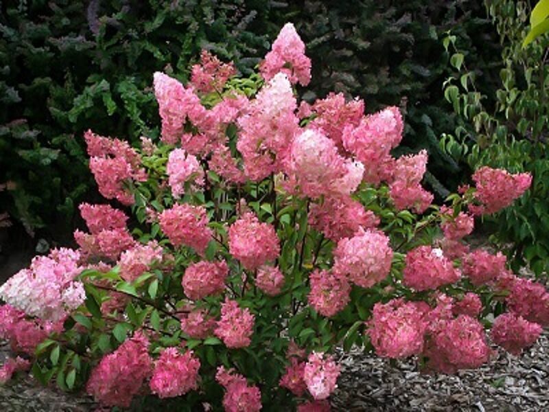 Hydrangea paniculata 'Sunde Fraise' Skarainā hortenzija